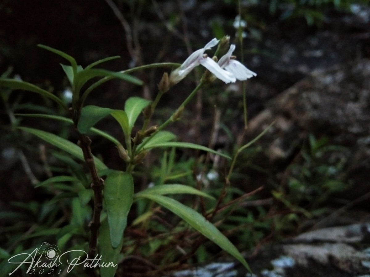 Justicia hookeriana (Nees) T.Anderson